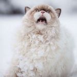 Snow Cat | STEEEELLLLLLAAAAAAA... | image tagged in snow cat | made w/ Imgflip meme maker