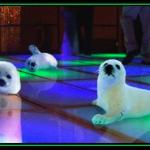 babyseals