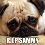 sad pug | R.I.P SAMMY | image tagged in sad pug | made w/ Imgflip meme maker