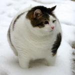 snow fat cat