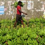 bananas back in the market