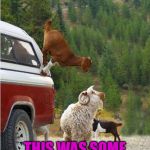 AnimalsRawsome | I COULD'VE SWORE; THIS WAS SOME TYPE OF FATALITY | image tagged in animalsrawsome | made w/ Imgflip meme maker