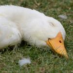 Sleeping duck