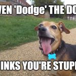 DODGE THE DOG | EVEN 'Dodge' THE DOG; THINKS YOU'RE STUPID! | image tagged in dodge the dog | made w/ Imgflip meme maker