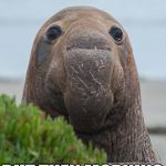 elephant seal | WHEN YOU'RE BRUISED INJURED AND RAW; BUT THEN MORNING WOOD SETS IN | image tagged in elephant seal | made w/ Imgflip meme maker