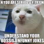 serious cat | WHEN YOU ARE SERIOUSLY TRYING TO; UNDERSTAND YOUR BOSS'S UNFUNNY JOKES | image tagged in serious cat | made w/ Imgflip meme maker