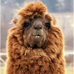 Hairy camel