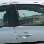 Guy Playing Violin in Car 
