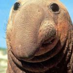 ElephantSeal