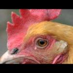 pollo