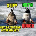 NUT'N; S'UP? QUACK; WHAT DO YOU THINK OF THE NEW VET? | image tagged in ducks,memes | made w/ Imgflip meme maker