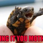 He might be tiny but you do not want to get bitten by him!!! | BRING IT YOU MOTHER | image tagged in bring it,memes,turtle,funny,baby snapping turtle,animals | made w/ Imgflip meme maker