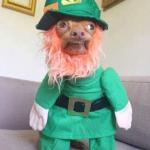 Phteven Leprechaun 