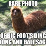 WTF LLAMA | RARE PHOTO; OF BIG FOOT'S DING DONG AND BALL SACK | image tagged in wtf llama | made w/ Imgflip meme maker