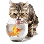 Cat drinking from fishbowl