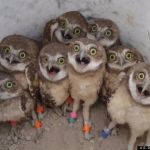 Amazed Owls | image tagged in amazed owls | made w/ Imgflip meme maker