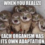 Amazed Owls | WHEN YOU REALIZE; EACH ORGANISM HAS ITS OWN ADAPTATION. | image tagged in amazed owls | made w/ Imgflip meme maker