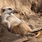 Reclining Meerkat
