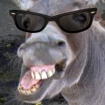 Deal with it Donkey 