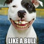 PIt Bull Smile | LIKE A BULL IN A CHINA SHOP | image tagged in pit bull smile | made w/ Imgflip meme maker