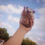 Hedgehog Cheer meme