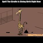april the giraffe meme