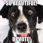 When you see a hilarious meme | SO BEAUTIFUL! UPVOTE! | image tagged in surprised dog,upvote,dogs | made w/ Imgflip meme maker
