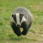 badger