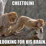 Monkeys | CHEETOLINI; LOOKING FOR HIS BRAIN. | image tagged in monkeys | made w/ Imgflip meme maker