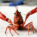 crawfish