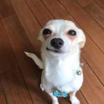 Smirking_Chihuahua