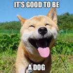 Smiling shiba | IT'S GOOD TO BE; A DOG | image tagged in smiling shiba | made w/ Imgflip meme maker