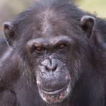 mean_chimp