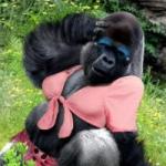 french-gorilla