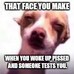 Squinting Chihuahua | THAT FACE YOU MAKE; WHEN YOU WOKE UP PISSED AND SOMEONE TESTS YOU. | image tagged in squinting chihuahua | made w/ Imgflip meme maker