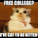 Shocked cat | FREE COLLEGE? YOU'VE CAT TO BE KITTEN ME | image tagged in shocked cat | made w/ Imgflip meme maker