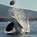 orca kills turtel