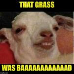 Drunk goat | THAT GRASS; WAS BAAAAAAAAAAAAD | image tagged in drunk goat | made w/ Imgflip meme maker