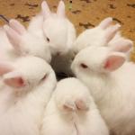 Lesley's Rabbits