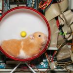 server hamster