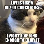 Just found out that my cat princess, aka kindness cat, has stomach cancer | LIFE IS LIKE A BOX OF CHOCOLATES; I WON'T LIVE LONG ENOUGH TO ENJOY IT | image tagged in kindness cat | made w/ Imgflip meme maker