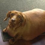 Fat doggo