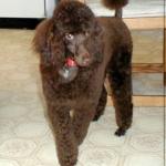 Poodle