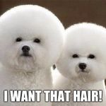 Spaceball Dogs | I WANT THAT HAIR! | image tagged in spaceball dogs | made w/ Imgflip meme maker