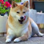 Shiba