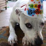 Pitbull Birthday Hat | DEE-OWE-GEEE ! | image tagged in pitbull birthday hat | made w/ Imgflip meme maker
