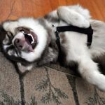 Laughing Husky Dog | image tagged in laughing husky dog | made w/ Imgflip meme maker