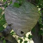 Wasp Hive