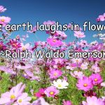 Flowers | “The earth laughs in flowers.”; ~Ralph Waldo Emerson | image tagged in ralph waldo emerson,laughter,nature,field,cosmos,joy | made w/ Imgflip meme maker