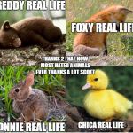 FNAF | FREDDY REAL LIFE; FOXY REAL LIFE; THANKS 2 FNAF NOW MOST HATED ANIMALS EVER THANKS A LOT SCOTT; CHICA REAL LIFE; BONNIE REAL LIFE | image tagged in fnaf | made w/ Imgflip meme maker